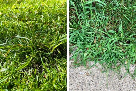 grass green background|quackgrass pictures versus crabgrass.